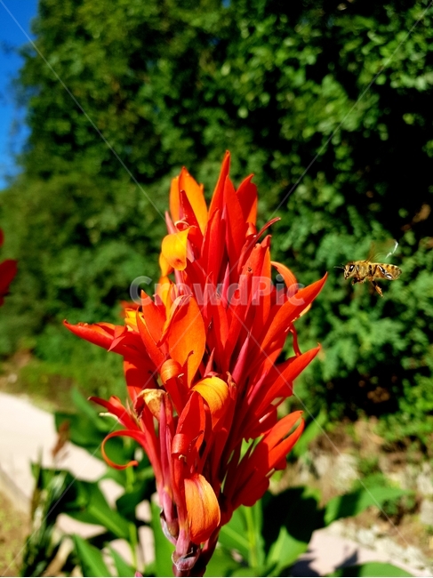 plant,꽃,blossom,곤충,식물,식물,자연,plants,nature,꽃,flower