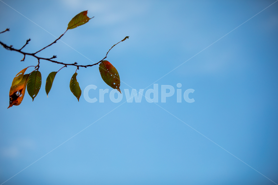 자연,풍경,나무잎,가을,하늘,가을,계절,fall,autumn,season,leaf,잎,plant,식물
