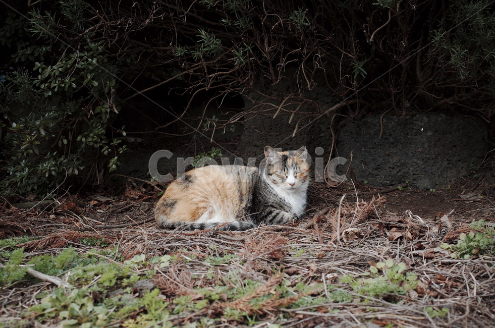고양이,cat,동물,animal,포유류,mammal,길고양이,얼룩고양이,삼색고양이