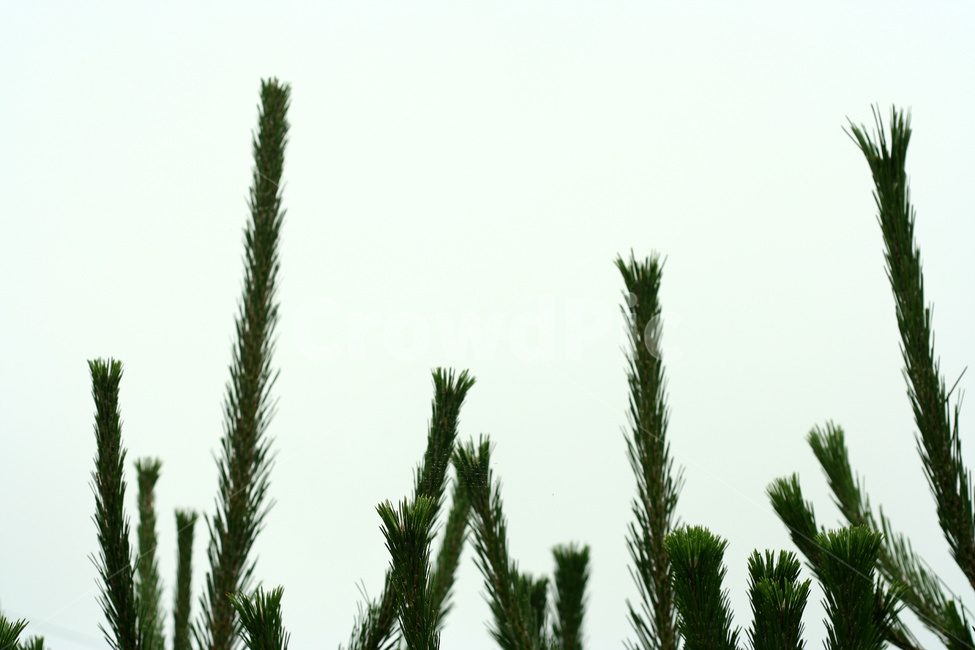 소나무,솔잎,솔순,약용식물,솔잎차,식물,자연,plants,nature