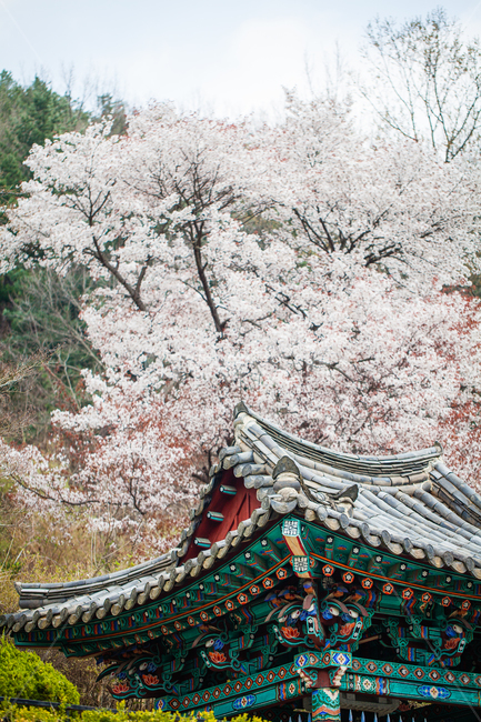 벚꽃,나무,건축물,기와,tree,plant