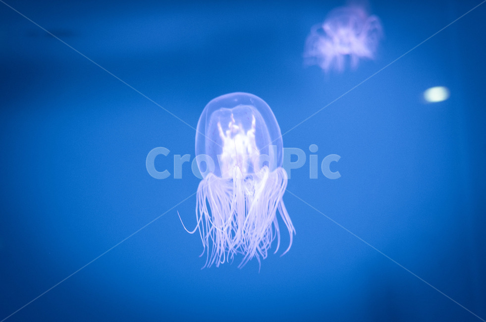 해파리,젤리피쉬,jellyfish,연체,투명,독성,조심