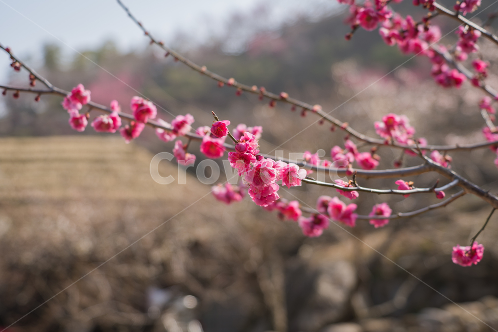 매화,홍매화,봄,꽃,자연,햇살,나무,하늘,봄,계절,spring,season,식물,자연,plants,nature,꽃,flower,plant,blossom