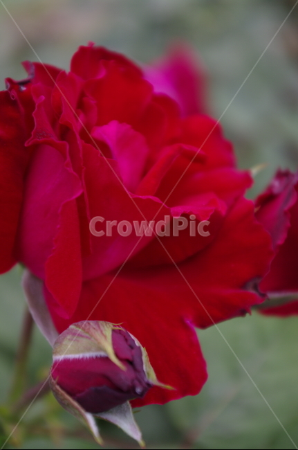 장미,꽃,flower,식물,plant,자연,nature