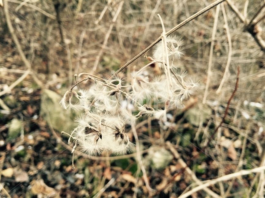 겨울,풀,겨울풀,식물,시든,마른,마른풀,가을,자연,식물,자연,plants,nature