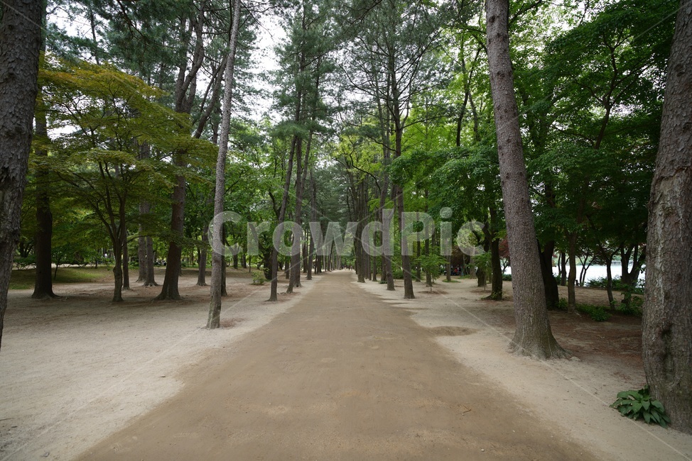 숲,오솔길,비대칭,산속,흙길,삼립,forest,sand,자연,nature,여유,풍경,산책로,자연,풍경,nature,landscape,tree,나무,plant,식물,tree trunk,나무 줄기