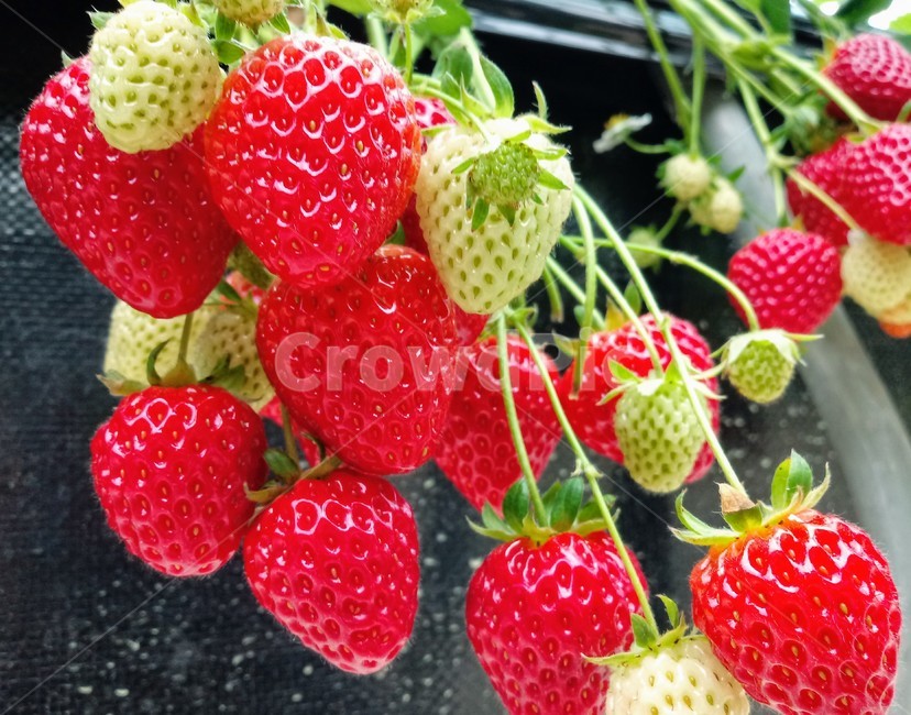 딸기,빨간열매,식물,strawberry,장미과,과일,농산물,과일,열매,fruit