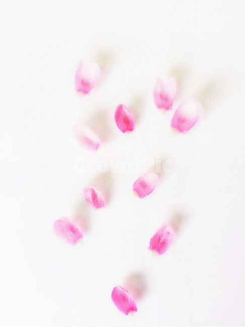 감성사진,연출사진,꽃,봄,식물,꽃,flower