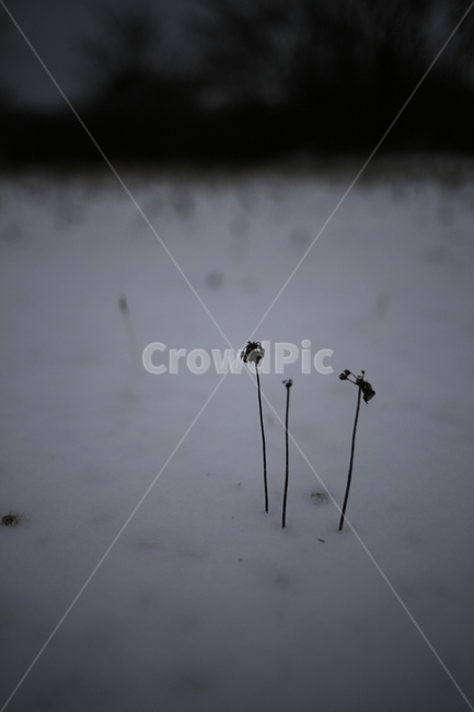 겨울,한라산,제주,연말,눈,겨울,계절,winter,season