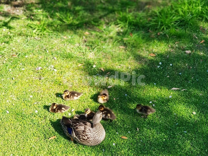 오리,동물,오리새끼,가족,공원,조류,새,birds