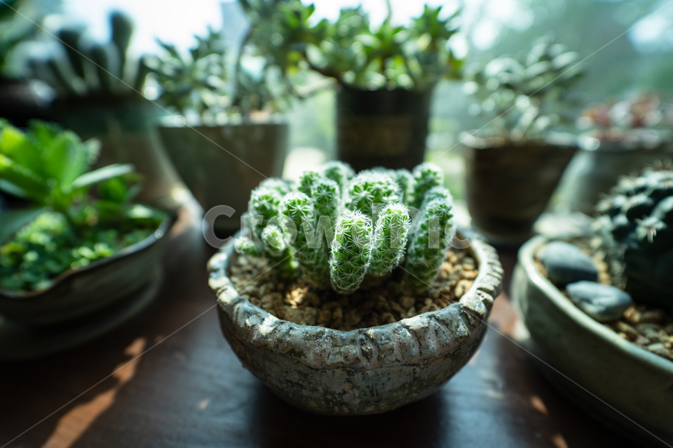 식물,다육식물,다육이,plant,botanical,실내용화초,화분,화초,house plant