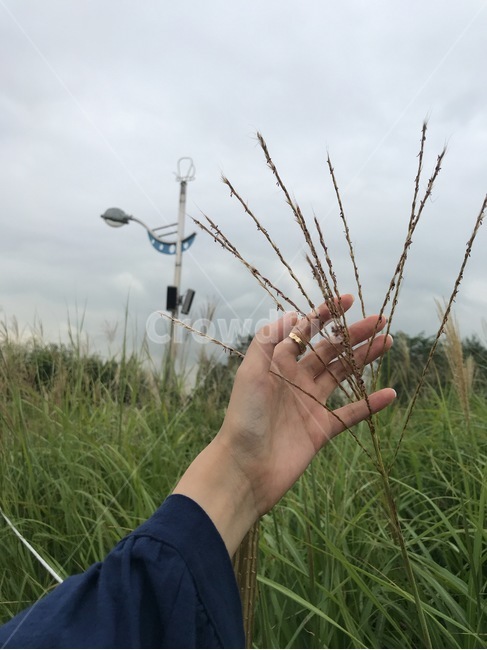 자연,손,식물,갈대,흐린,갈대밭,손바닥,식물,자연,plants,nature