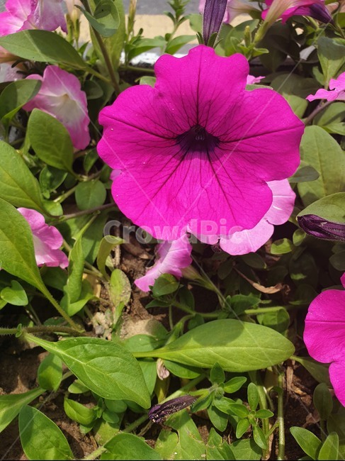 꽃,여름,자연,길가,핑크,분홍