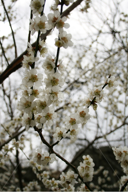 매화,봄,봄날,꽃,감성,spring,flower,봄,계절,spring,season,식물,자연,plants,nature,꽃,flower,plant,blossom