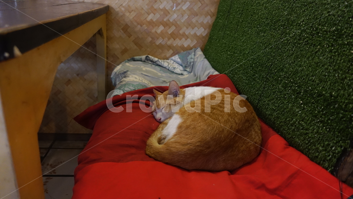 cat,animal,sleep,편안,고양이,동물,동물,animal,포유류,mammal