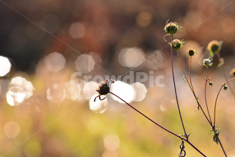 들풀,들꽃,보케,빛망울,가을배경,야생화,plant,bokeh,배경,바탕,백그라운드,background,가을느낌,autumn,시냇가,빛,light,플레어,flare,petal,꽃잎,식물,blossom,flower,자연,nature,꽃,분위기,feeling,sensible,emotional,가을,계절,fall,autumn,season