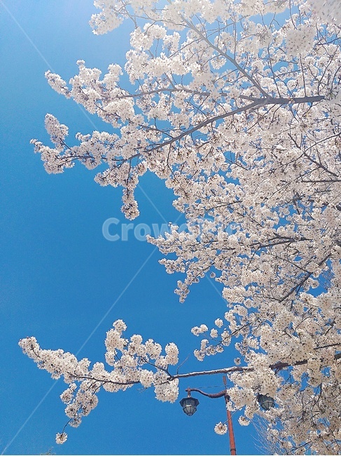 벚꽃,벚꽃만개,벚꽃하늘,파란하늘,봄하늘,봄벚꽃,벚꽃축제,식물,자연,plants,nature,꽃,flower