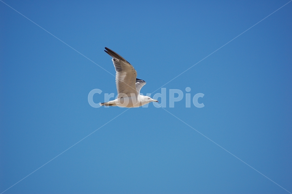 자연,조류,새,Nature,birds,갈매기,비행,하늘,파랑,Blue,동물,animal,조류,새,birds