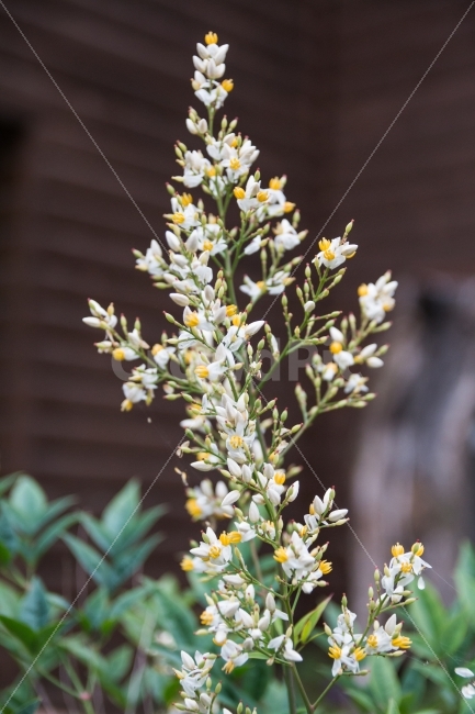 풍경,꽃,식물,초록,자연,식물,자연,plants,nature,꽃,flower