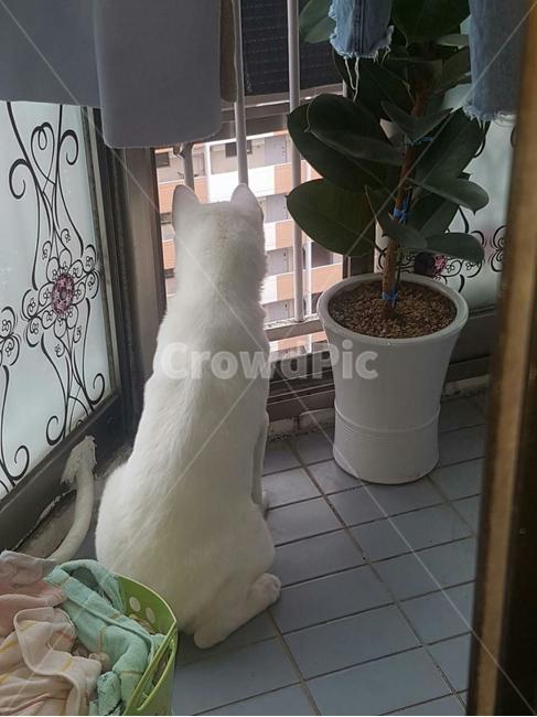 풍산개,애완동물,애완견,dog,강아지