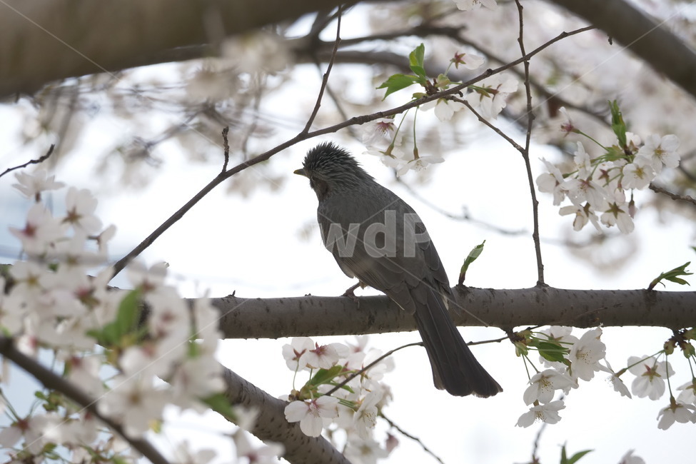 벚꽃,봄,새,풍경,자연,봄,계절,spring,season,식물,자연,plants,nature,꽃,flower,동물,animal,조류,새,birds,bird,plant