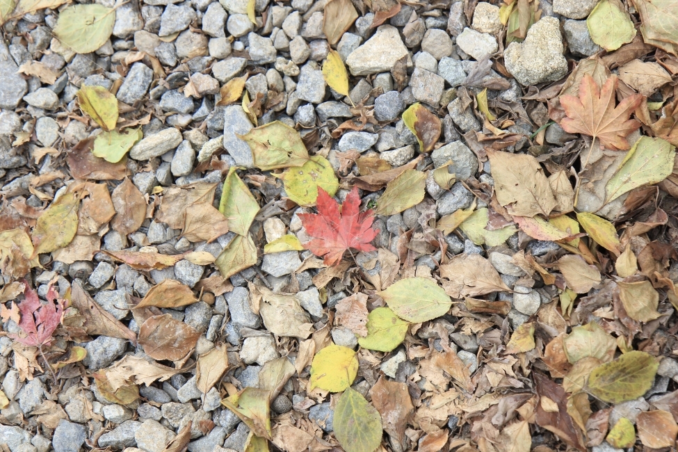 낙엽,단풍잎,가을,단풍,Trip,Fall,감성,자연,감성사진,가을,계절,fall,autumn,season,leaf,잎,plant,식물,ground,바닥