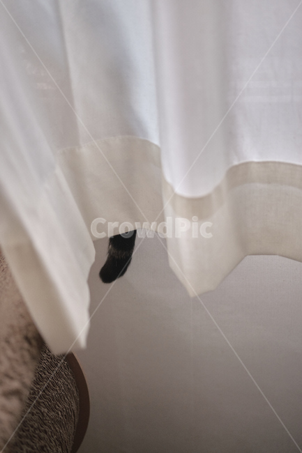 cat,고양이,pet,애완동물,animal,동물,home,집,고양이꼬리,동물,animal,포유류,mammal,고양이,cat,kitten,kitty