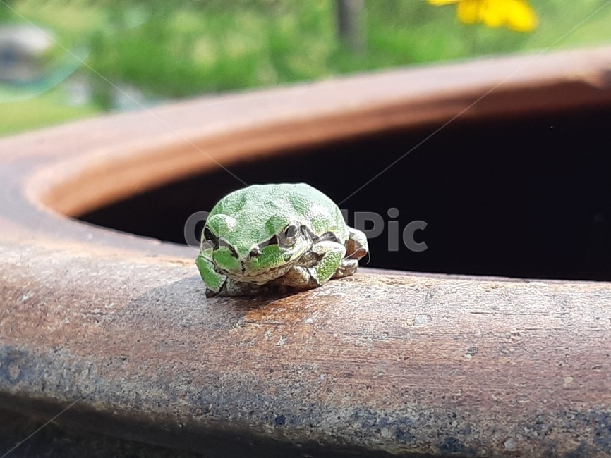 청개구리,파충류,개구리,항아리,장독,frog,동물,animal,파충류,양서류,reptile,amphibian
