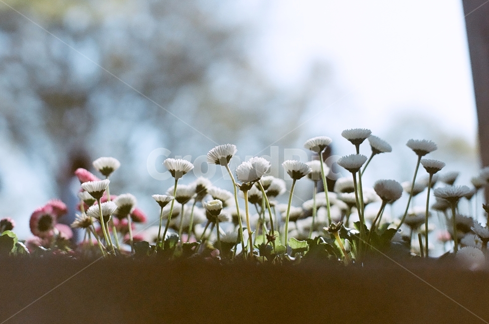 필름,filmphoto,film,감성,꽃,flower,plant,beauty,식물,분위기,식물,자연,plants,nature,꽃,flower