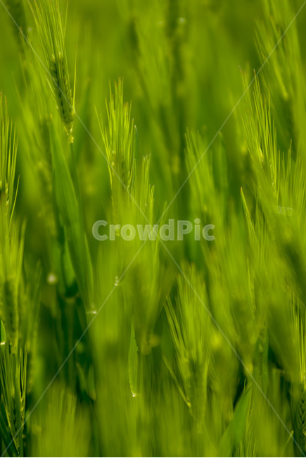 자연,보리,청보리,nature,이슬,새벽사진,풍경사진,보리밭,자연,풍경,nature,landscape,식물,plants,grass,잔디,plant