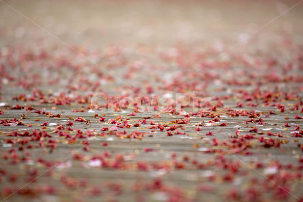 낙화,벚꽃,아련함,이별,4월,봄,계절,spring,season,flower,꽃,blossom,petal,꽃잎,plant,식물