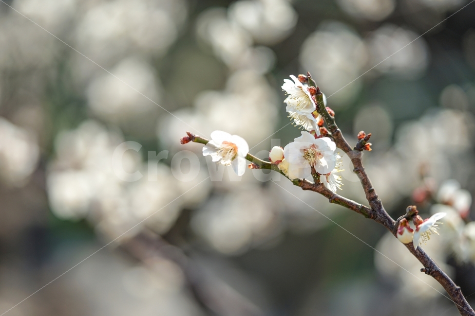 광양,매화,청매실,광양매화마을,매화마을,남도,남도여행,풍경,landscape,식물,자연,plants,nature,봄,계절,spring,season,꽃,flower,plant