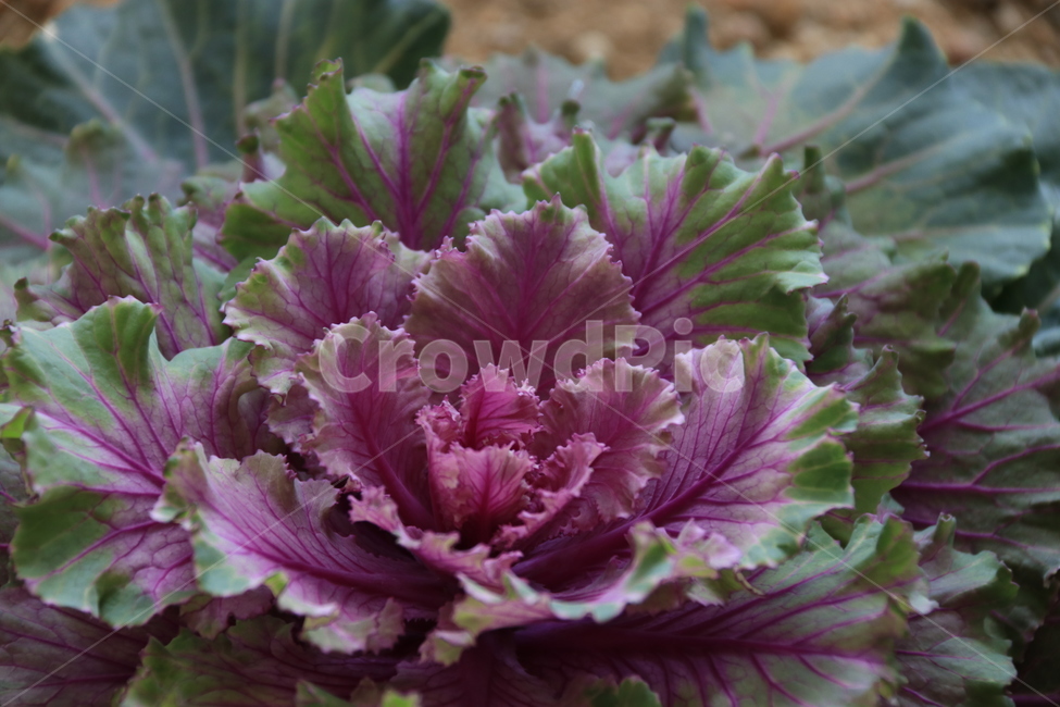 식물,plant,양배추,cabbage,케일,식물,자연,plants,nature