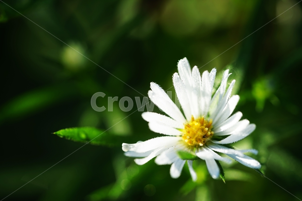 꽃,풀,아침이슬,이슬방울,아침햇살,식물,자연,plants,nature,꽃,flower