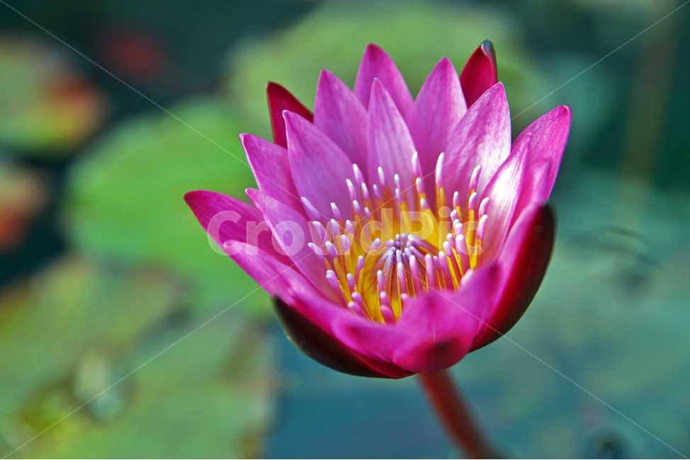 수련,연꽃,꽃,계절,분홍수련,연,수생식물,식물,자연,plants,nature,꽃,flower