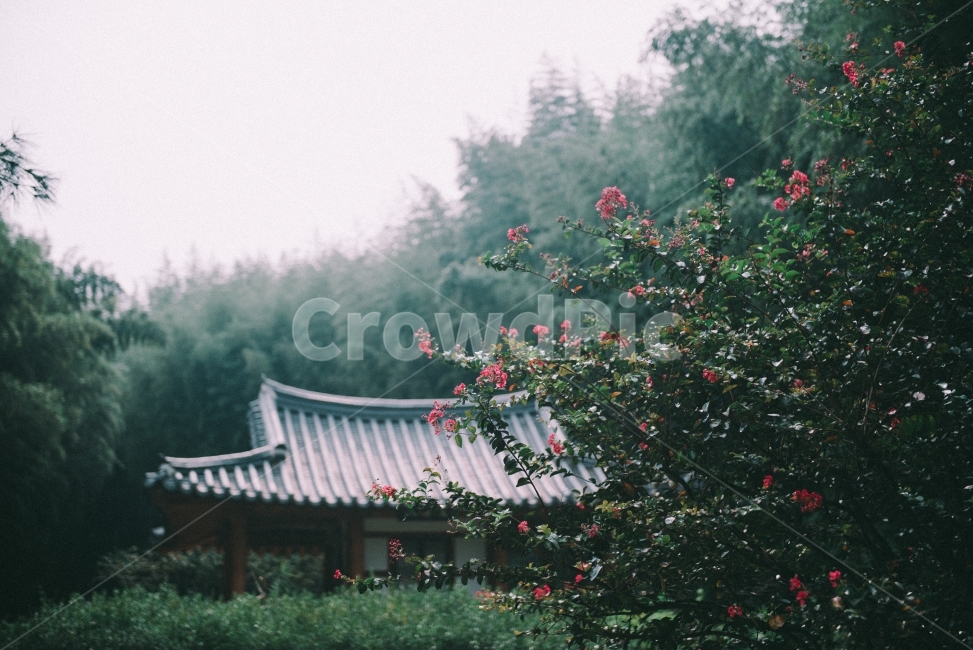 night view,NIKON,green,Character,nature,city,instadaily,Nikon Imaging Korea,photo,flower,nikon,seoul,D750,korea,Hanok,Jiro Ball,Damyang,daily,dailylife,sight,snap