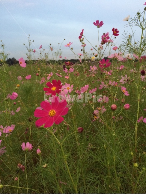 pink,autumn,Cosmos,Wallpapers,flower