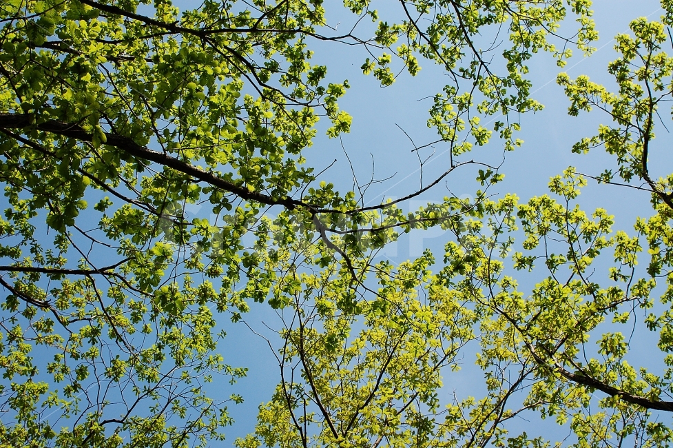 하늘,나무,나뭇잎,등산,대전,시선,자연,sky,nature,tree,hiking,식물,자연,plants,nature