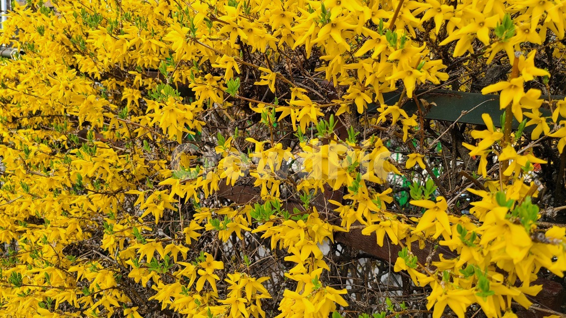 개나리,노란,노란색,꽃,봄,봄꽃,flower,봄날,개화,yellow,plant,식물