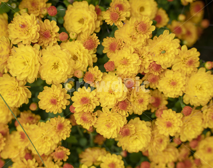 꽃,식물,국화,정원,가을,봄,flower,flowers,garden,plant,고화질,빈티지,감성,식물,자연,plants,nature,꽃,flower