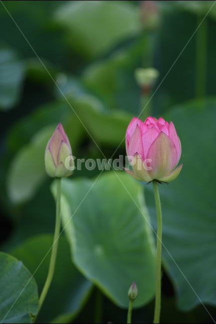 꽃,연꽃,식물,여름,연잎,식물,자연,plants,nature,꽃,flower