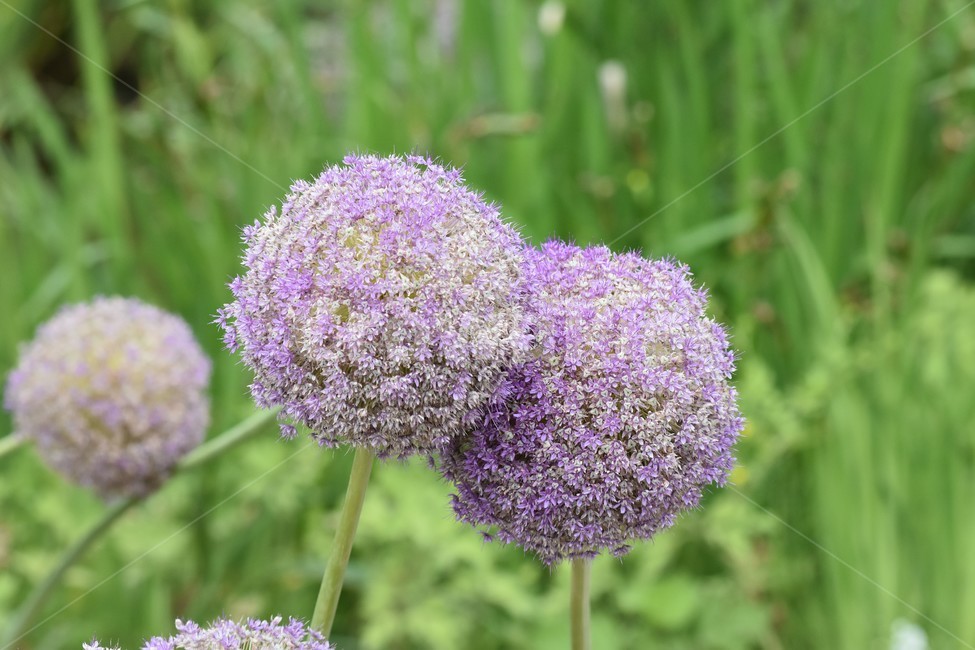 신기,신비,꽃,여름꽃,식물,식물,자연,plants,nature,꽃,flower