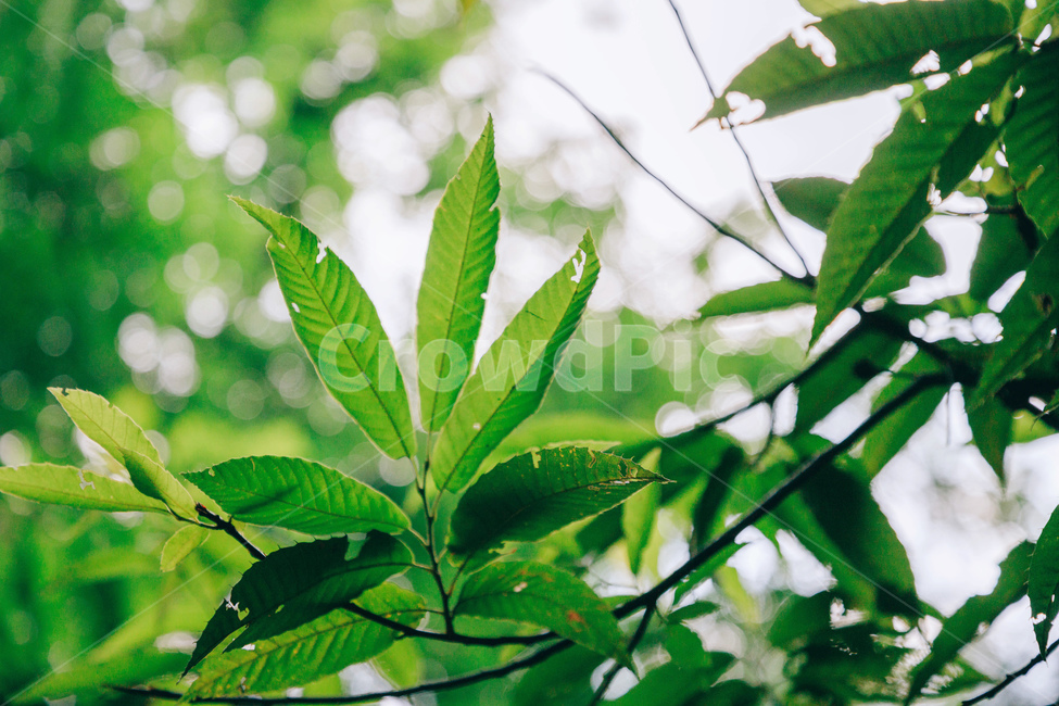 나무,나뭇잎,감나무,풀잎,초록,자연,싱그러운,햇살,tree,green,leaf,식물,자연,plants,nature,휴식,힐링,rest,relaxation,healing