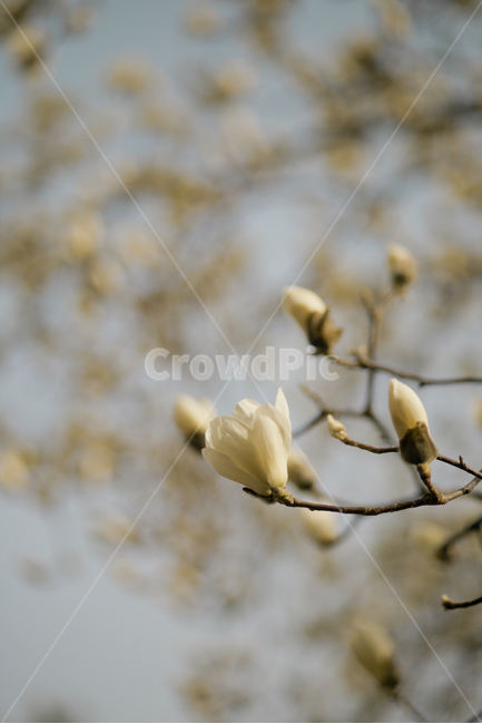 자연,봄,꽃,식물,목련,white,flower,봄,계절,spring,season,식물,자연,plants,nature,꽃,flower,plant,blossom,sprout,새싹,bud,싹