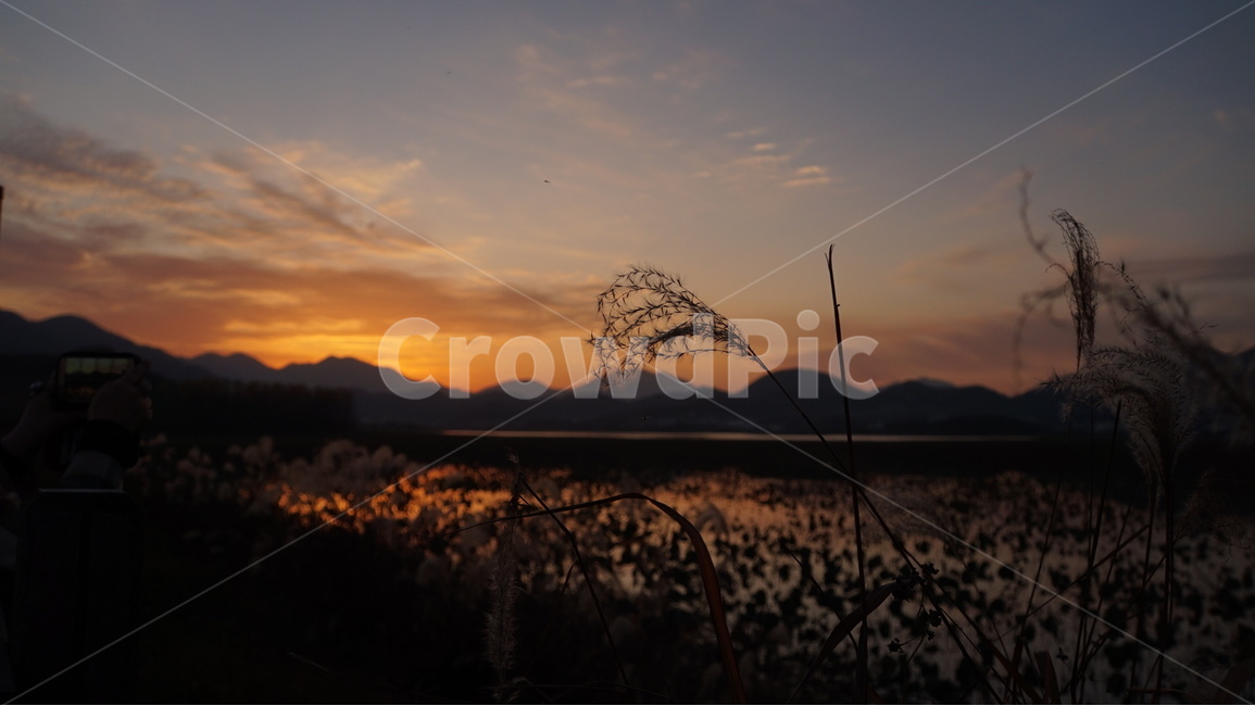 주남저수지,억새,철새,노을,해질녘,sunset,자연,풍경,nature,landscape,grass,잔디,plant,식물,lawn