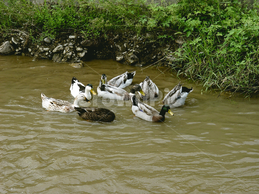 ducks,swimming,streams,prey,mallards,오리들,수영,시냇물,먹이,청둥오리,동물,animal,조류,새,birds