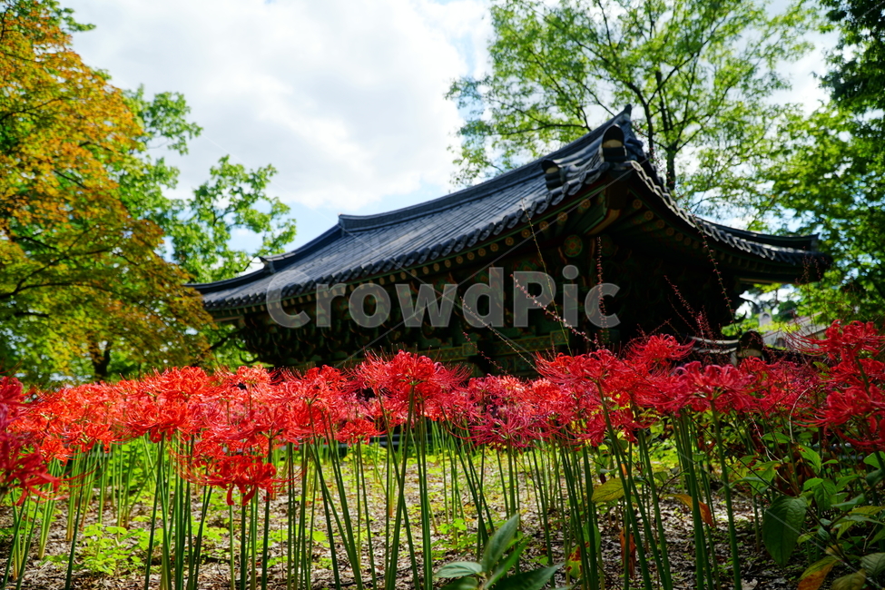 꽃무릇,꽃,식물,플라워,flower,자연,nature,plants,9월,가을,fall,autumn,september,꽃밭,화단,한옥,지붕,한국,korea,건물,꽃사진,가을꽃,한국전통,한국문화,korean traditional,korean culture,식물,자연,plants,nature,꽃,flower,건축물,건물외관,exterior,building,structure,architecture,construction