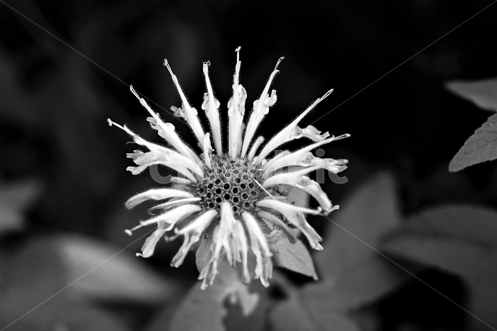 식물,꽃,흑백,모노크롬,자연,흑백,모노톤,monochrome,black and white