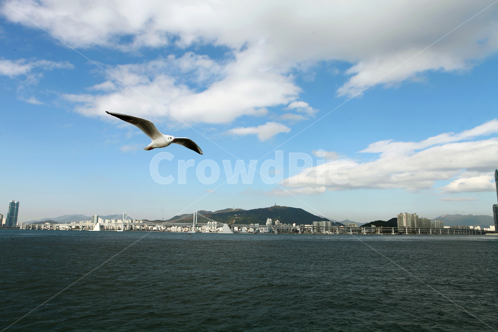 갈매기,바다,도시,하늘,관광,도시,풍경,city,landscape,동물,animal,조류,새,birds,bird,flying,나는