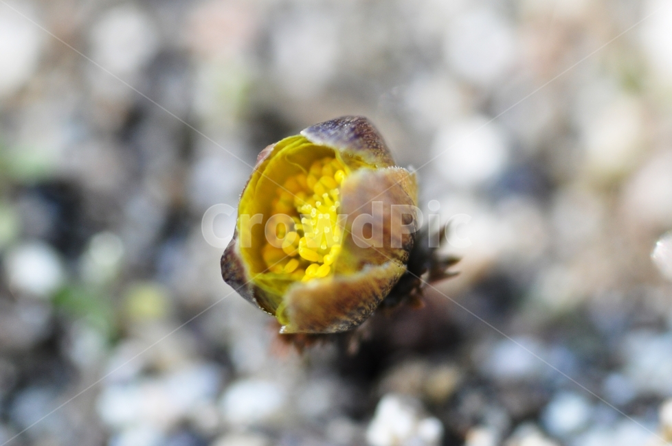 복수초,봄꽃,노란꽃,꽃,꽃봉우리,식물,자연,plants,nature,꽃,flower
